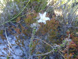 Image of Roella prostrata E. Mey. ex A. DC.