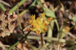 Слика од Trifolium jokerstii Vincent & Rand. Morgan