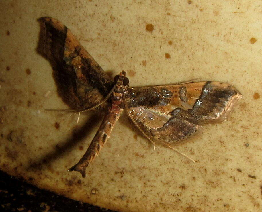 Image of Ornate Hydriris Moth