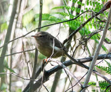 Image of Brown-flanked Bush Warbler