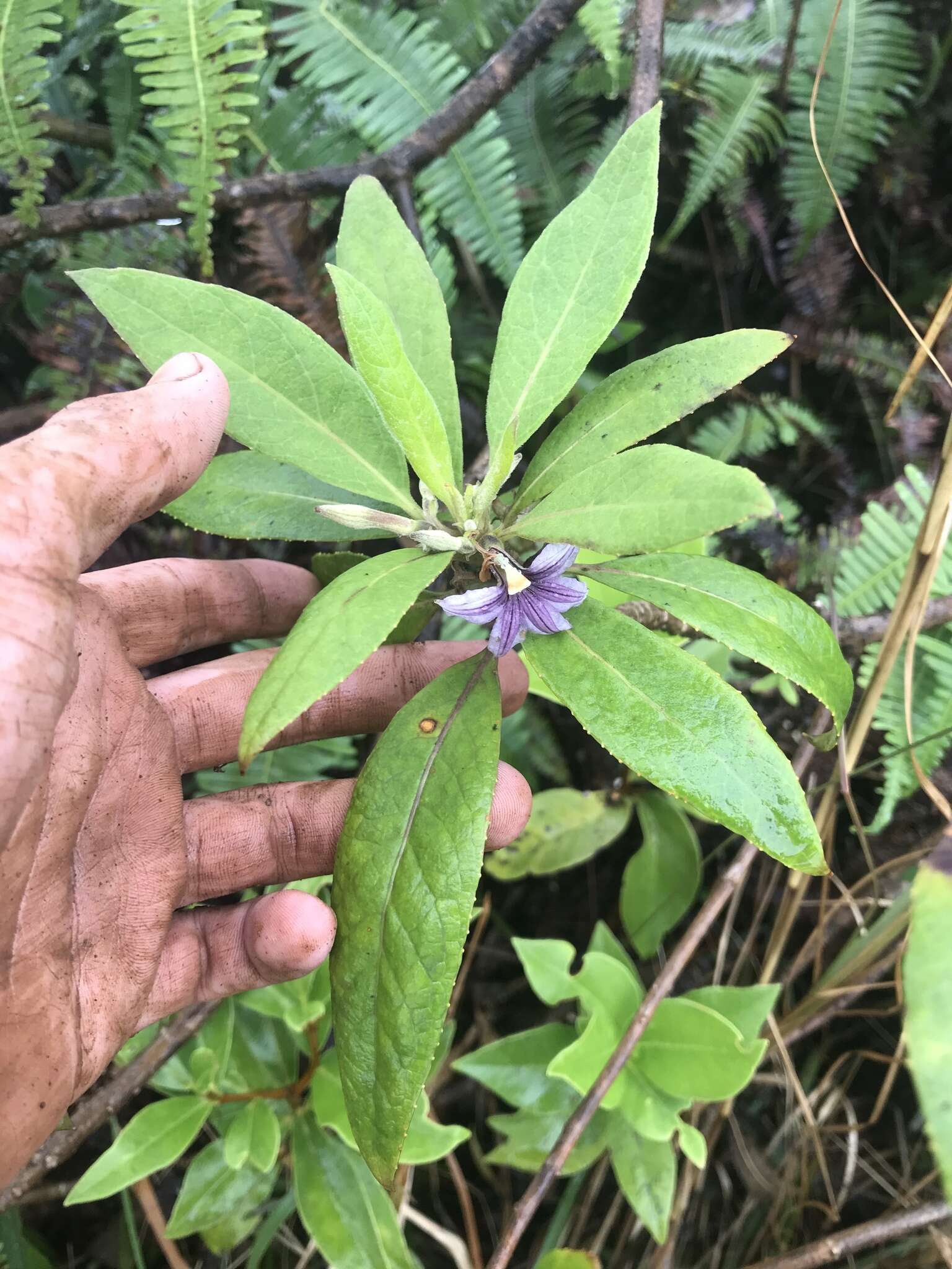 Imagem de Scaevola mollis Hook. & Arn.