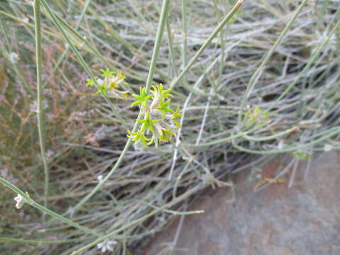 Image of Orthanthera albida Schinz