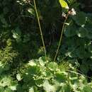 Image of Micranthes nelsoniana subsp. aestivalis (Fisch. & C. A. Mey.) Elven & D. F. Murray