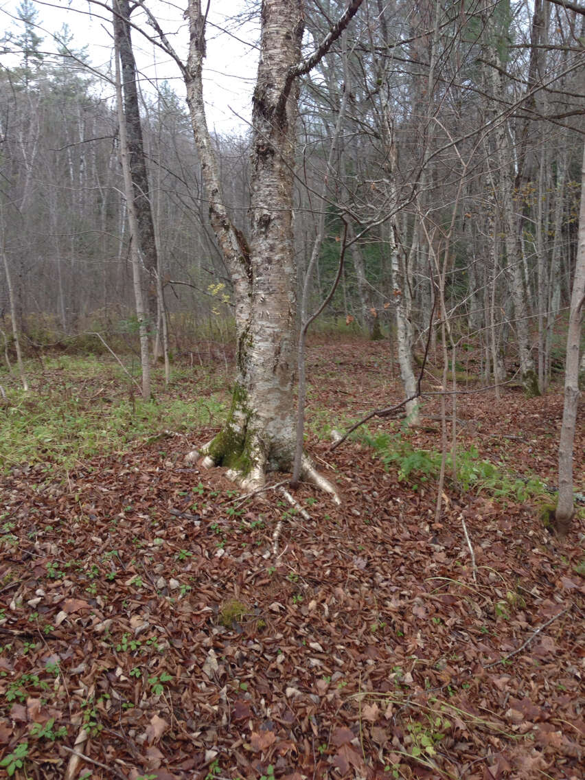 Image of Gray birch