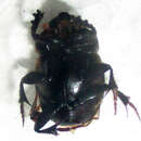 Image of Onthophagus bayeri Balthasar 1942