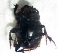 Слика од Onthophagus bayeri Balthasar 1942