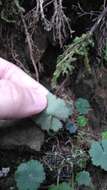 Image de Hydrocotyle nepalensis Hook.