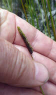 Image of Schizaea fistulosa Labill.