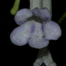 Imagem de Streptocarpus solenanthus Mansf.