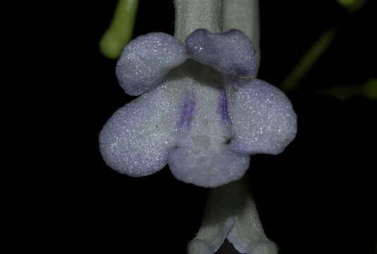 Image of Streptocarpus solenanthus Mansf.