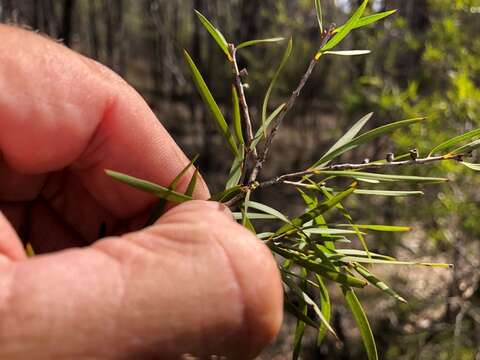 صورة Callistemon formosus S. T. Blake