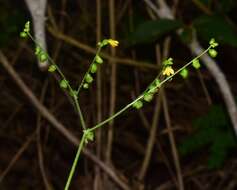 Image of Milleria quinqueflora L.