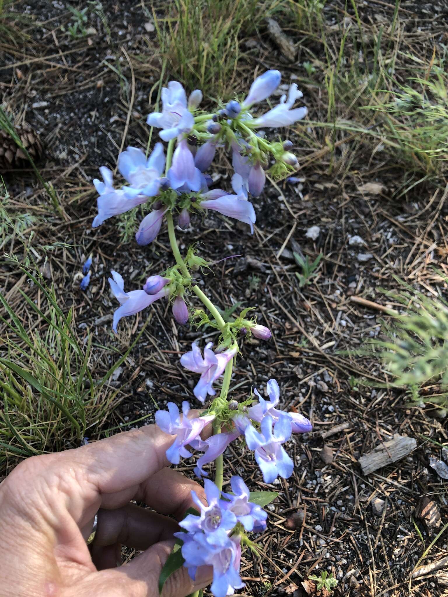 Image of blue penstemon