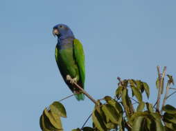 Image of Pionus menstruus menstruus (Linnaeus 1766)