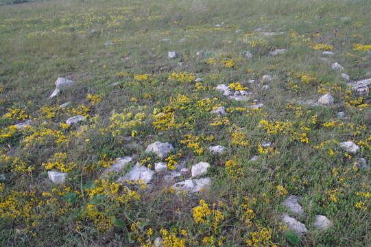 Image of Genista albida Willd.