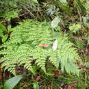 Image of Dryopteris diffracta (Bak.) C. Chr.