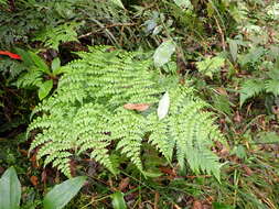 Image of Dryopteris diffracta (Bak.) C. Chr.