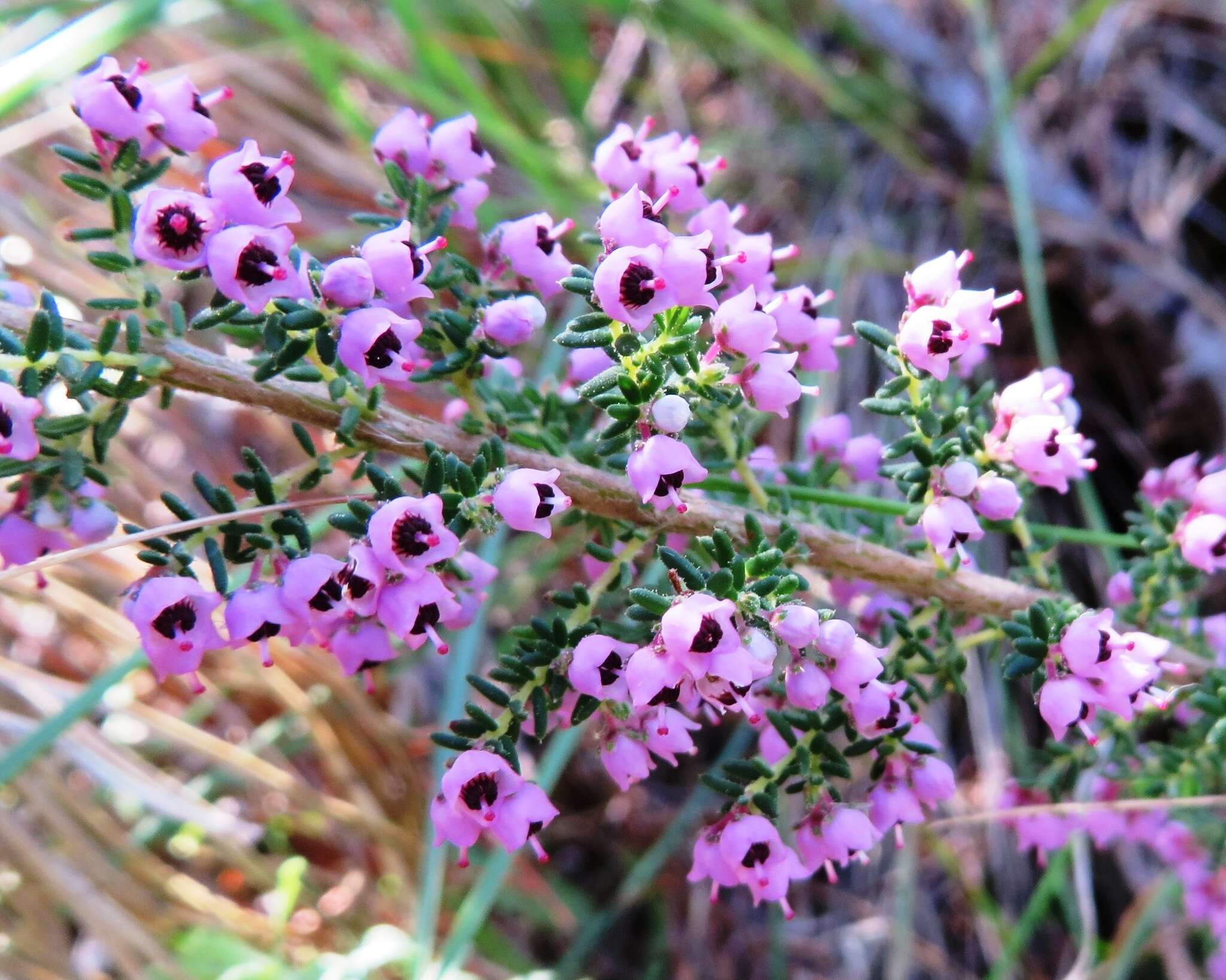 Image of Erica bicolor Thunb.