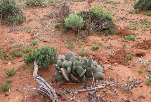 Image of Adromischus alstonii (Schönl. & E. G. Baker) C. A. Smith