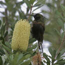 Imagem de Nectarinia kilimensis arturi Sclater & PL 1906