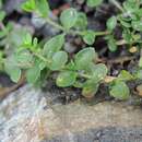 Image of Arenaria rotundifolia M. Bieb.