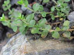 Image of Arenaria rotundifolia M. Bieb.