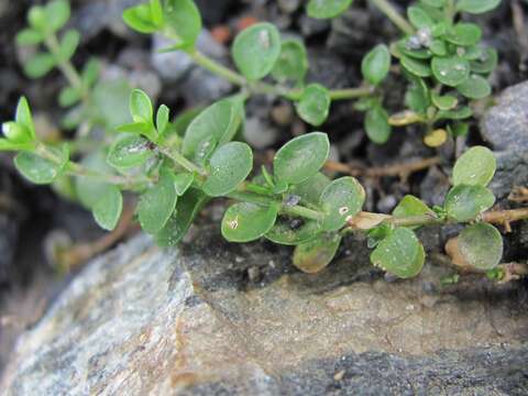 Слика од Arenaria rotundifolia M. Bieb.