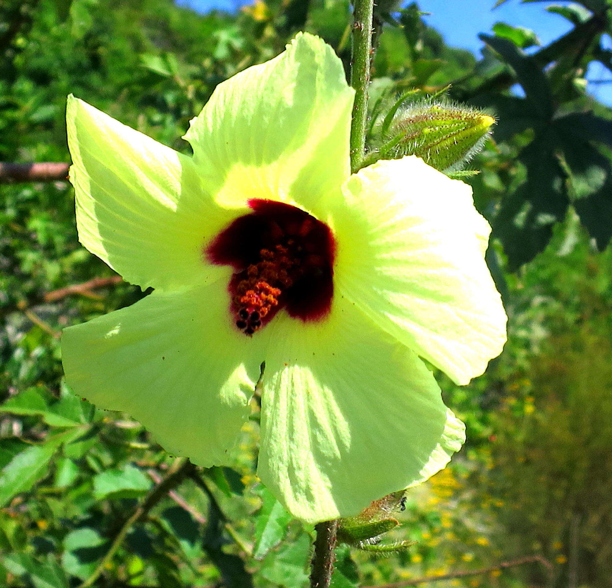 Image of Hibiscus diversifolius subsp. diversifolius