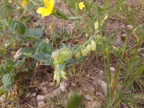 Image of eggleaf milkwort