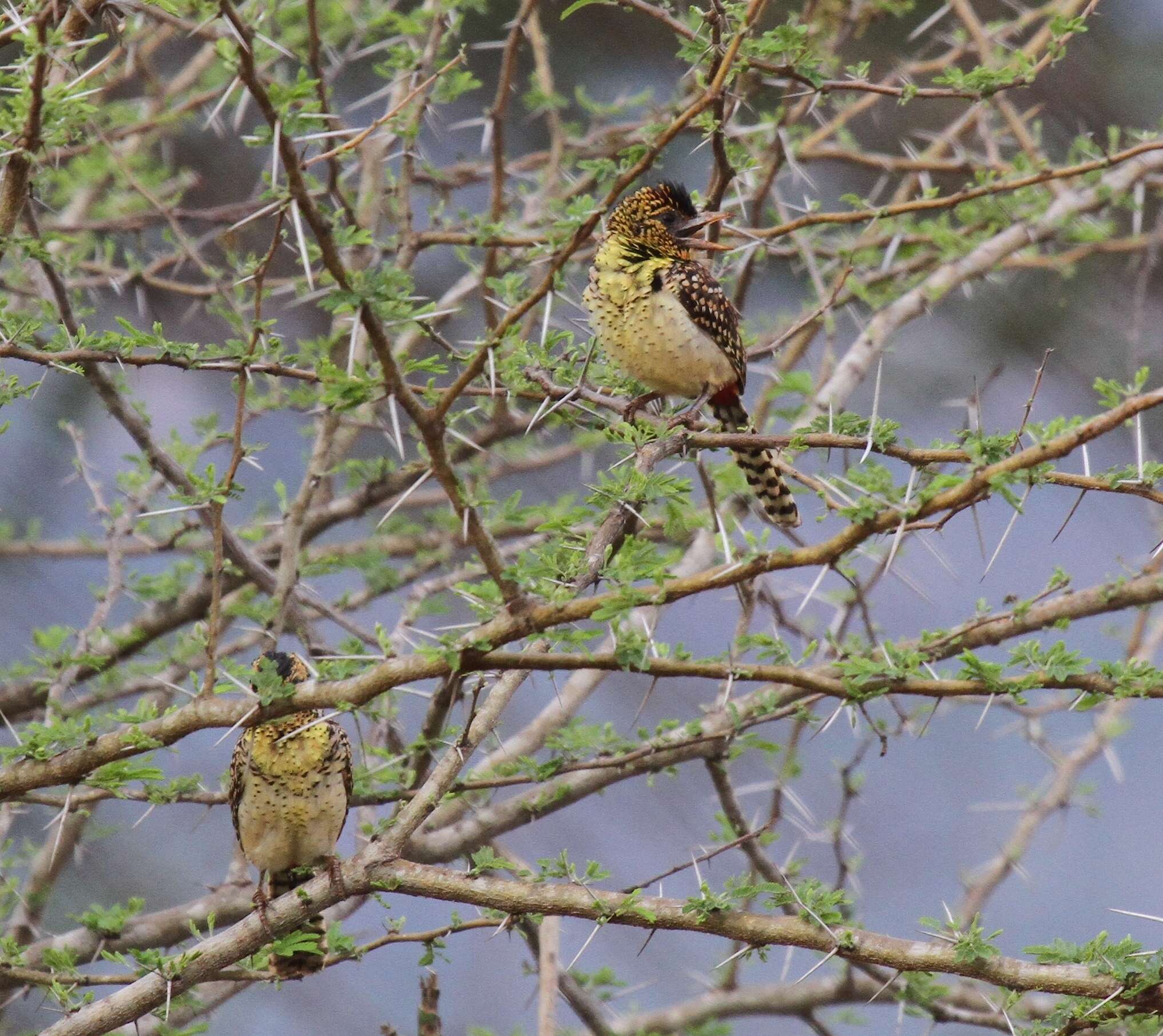 Image of D'Arnaud's Barbet