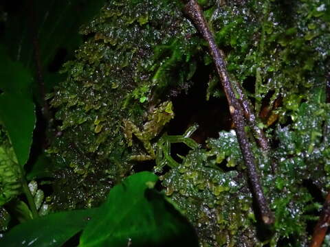 Image of Llanganates Rain Frog; Cutin de los Llanganates