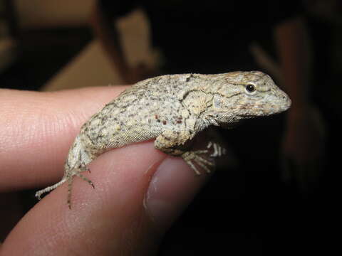 Image of Tropical tree lizard