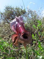 Imagem de Iris iberica subsp. lycotis (Woronow) Takht.