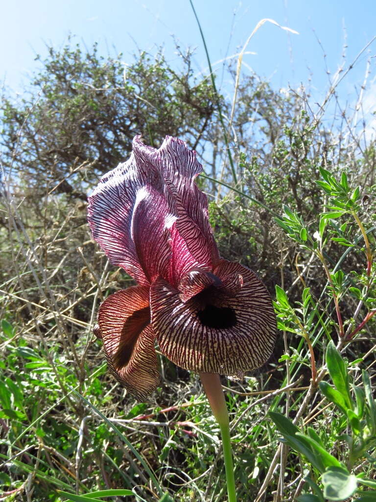 Sivun Iris iberica subsp. lycotis (Woronow) Takht. kuva