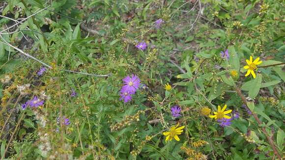 Слика од Symphyotrichum georgianum (Alexander) G. L. Nesom