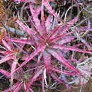 Image of Hechtia sphaeroblasta B. L. Rob.
