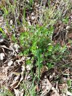 Image of White bedstraw