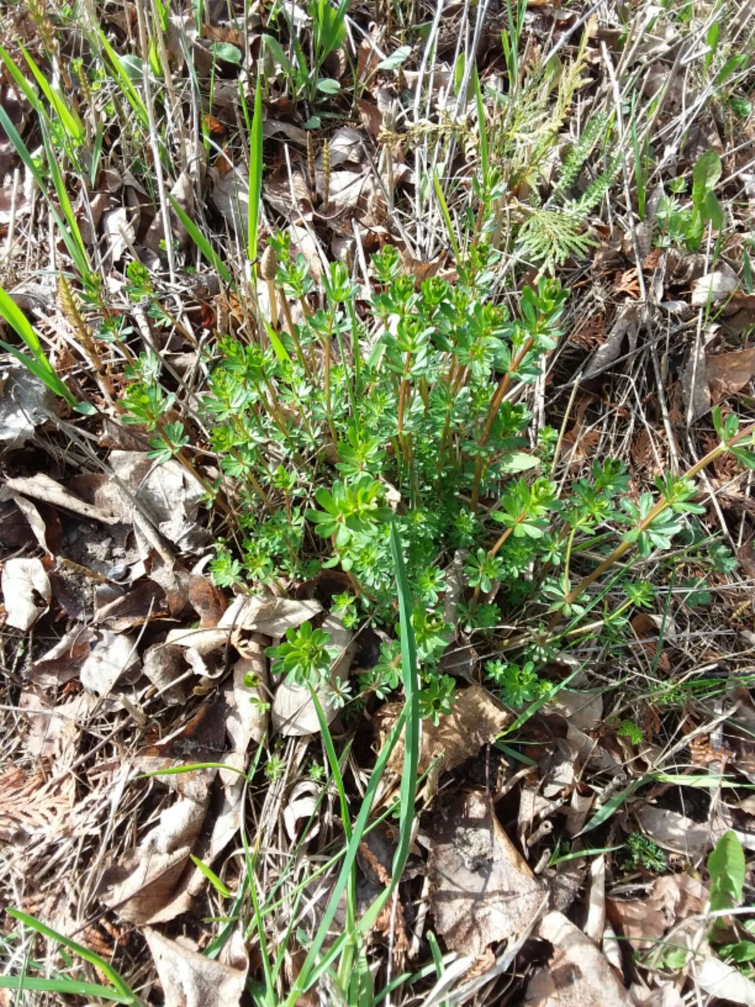 Image of White bedstraw