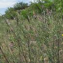 Imagem de Astragalus brachylobus DC.