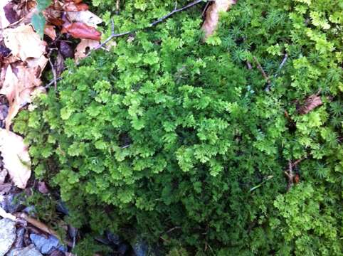 Image of Handsome Woollywort