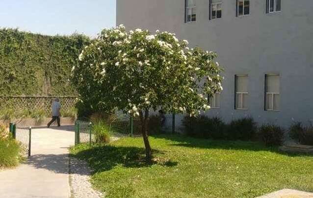 Image de Cordia boissieri A. DC.