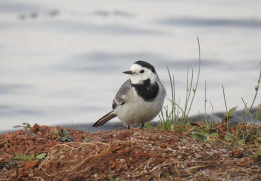 Image of Indian Pied Wagtail