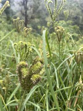 Image of finger millet