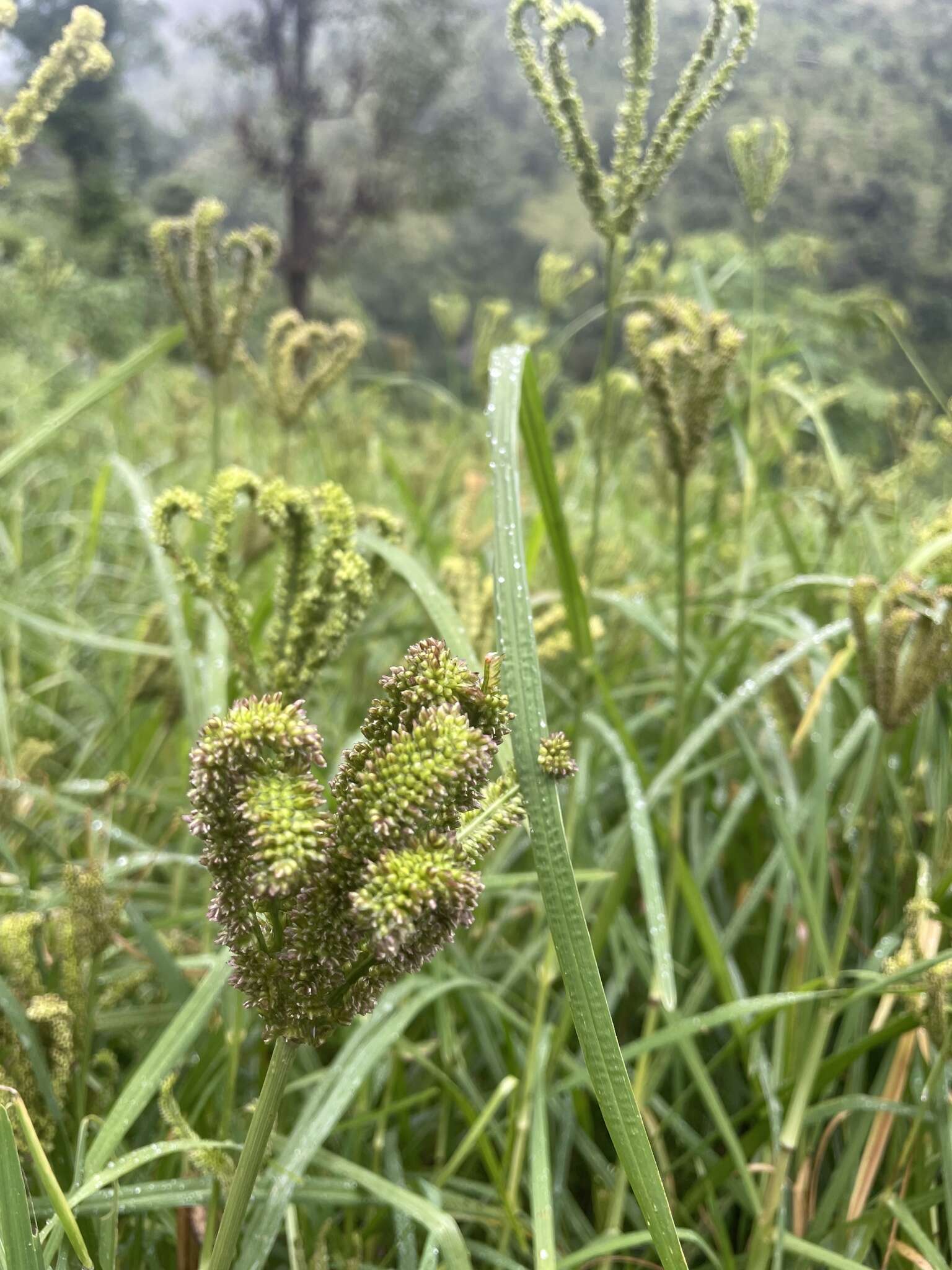 Plancia ëd Eleusine coracana (L.) Gaertn.