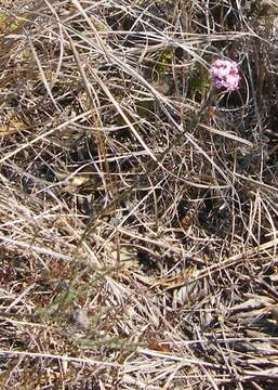 Image of Stoebe capitata Berg.