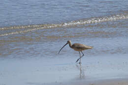 Image of Long-billed Curlew