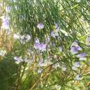 Image of <i>Psoralea fleta</i> C. H. Stirt.