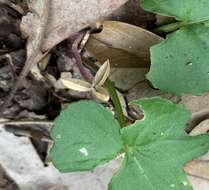 Viola edulis Spach resmi