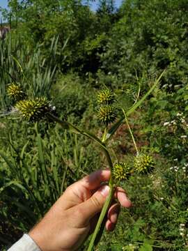 Image of Sparganium erectum subsp. neglectum (Beeby) K. Richt.