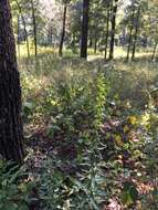 Image of Solidago speciosa subsp. speciosa